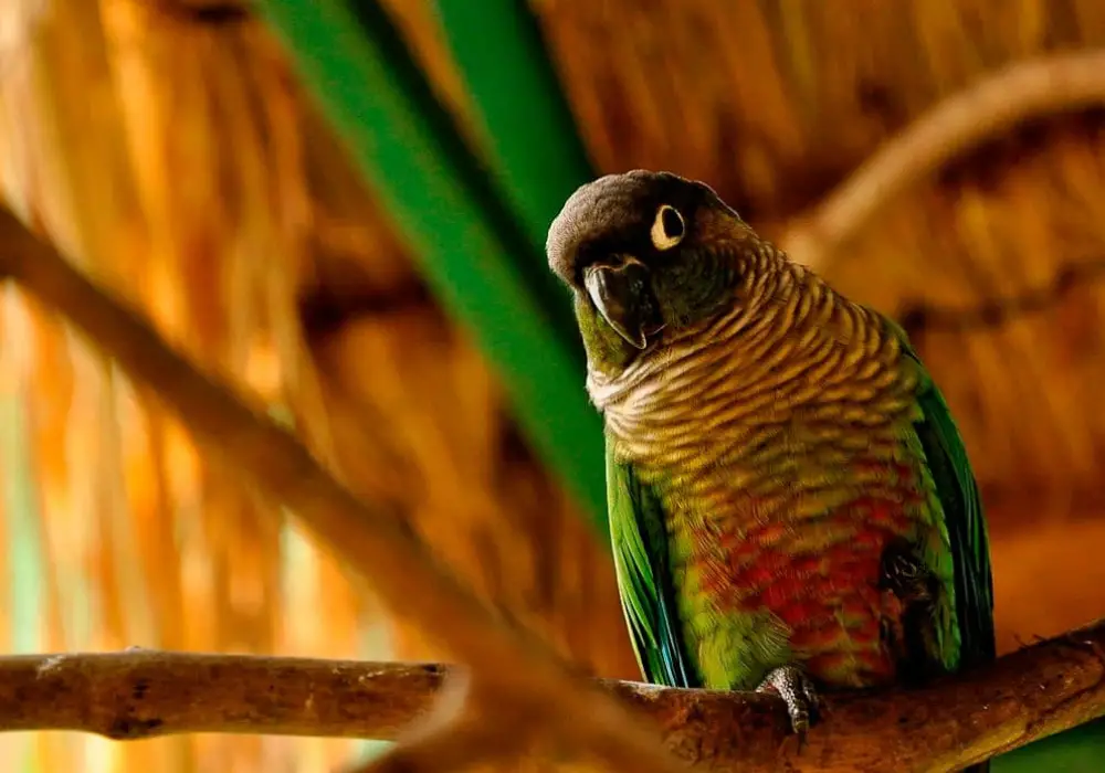 The Green-cheeked Parakeet