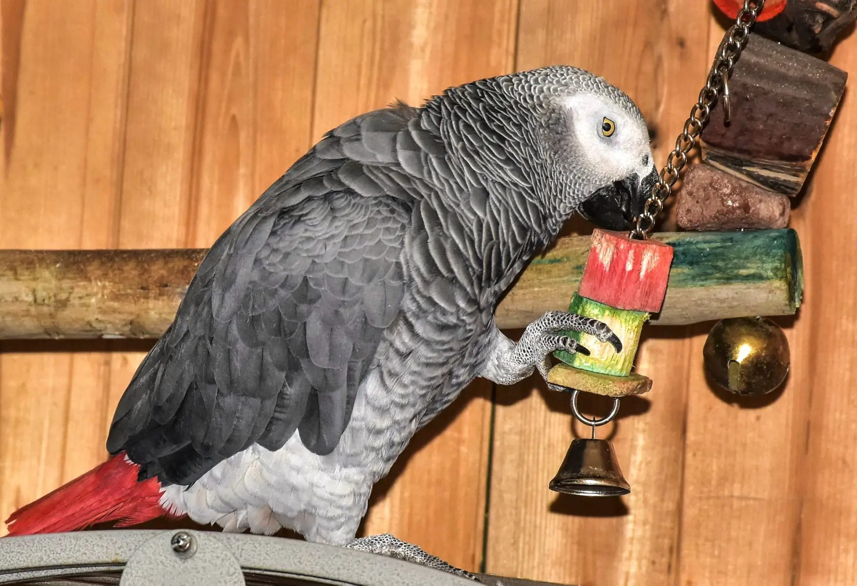 Feeding a pet Parrot