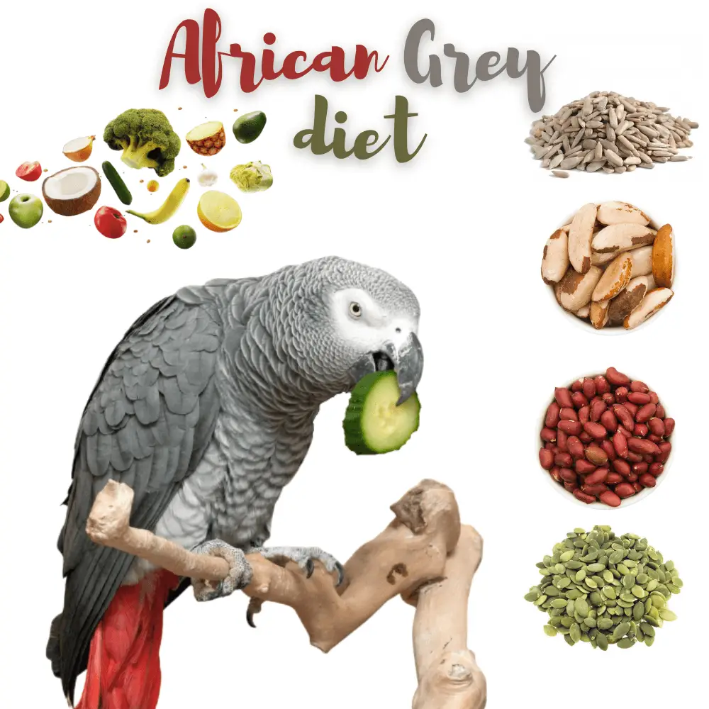 African Grey diet