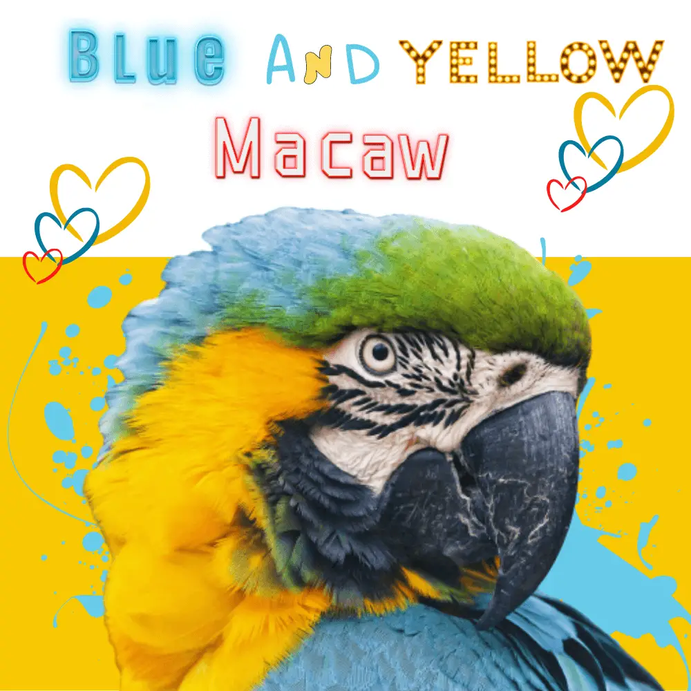 Blue And Yellow Macaw Habitat Reproduction Diet Behavior And Health