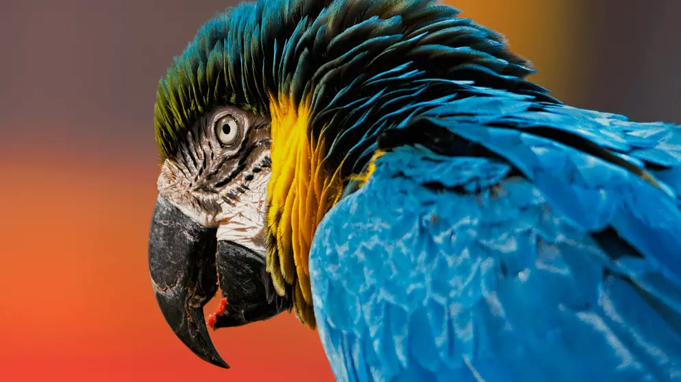 Blue and yellow macaw