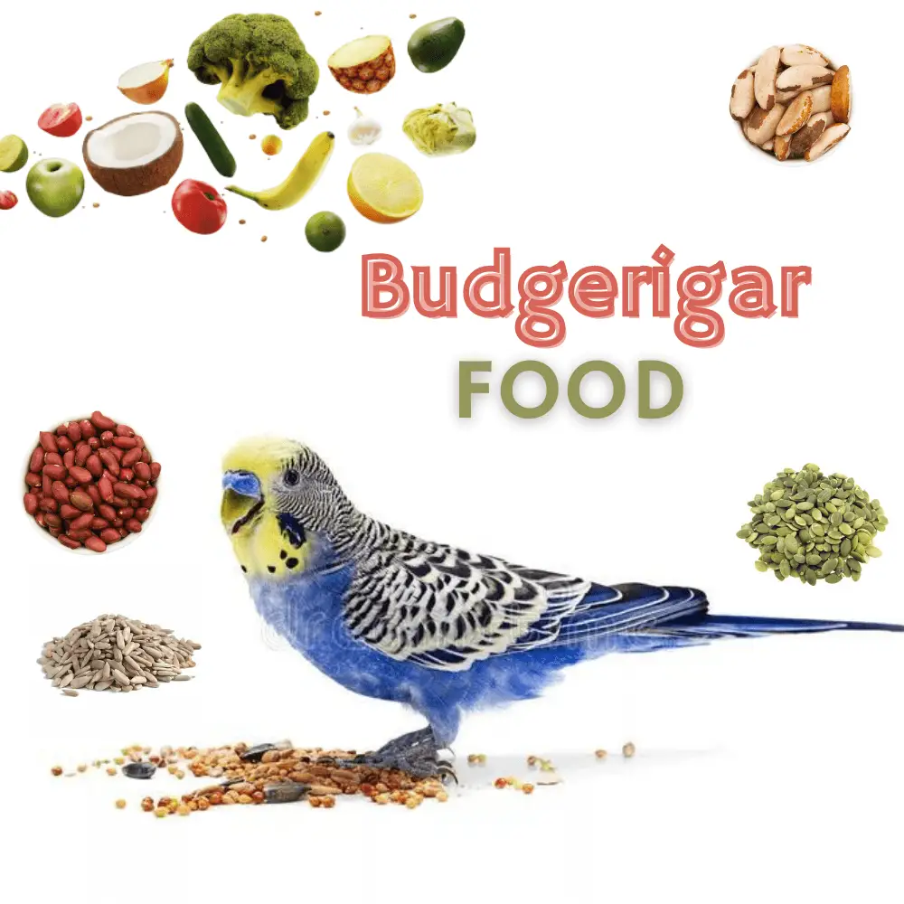 Budgerigar Food