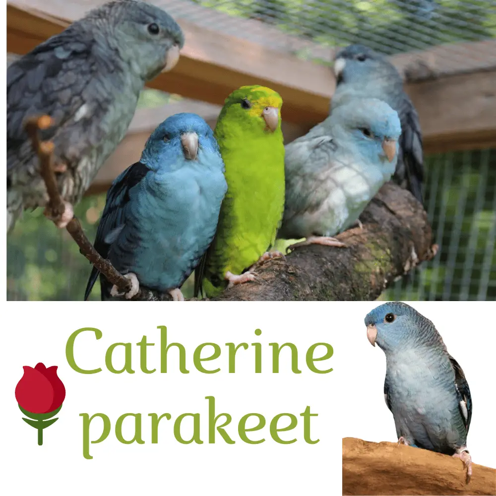 Catherine parakeet