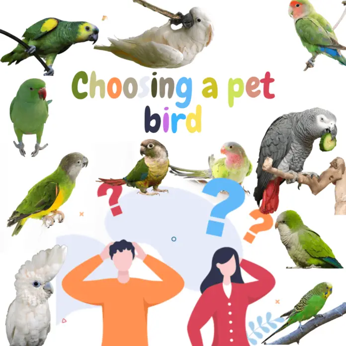 Choosing a pet bird