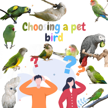 Big Pet Birds – Facts, List, Pictures