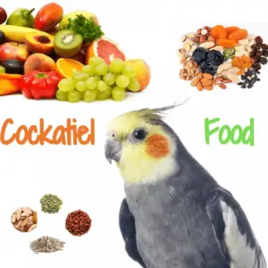 Elegant cockatiel - elegant parrot Habitat Reproduction food