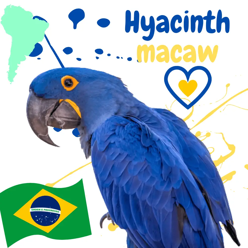 Hyacinth macaw