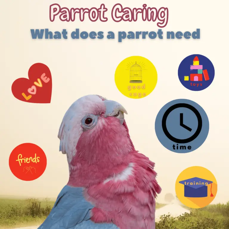 Parrot caring Caring for parrots What does a parrot need