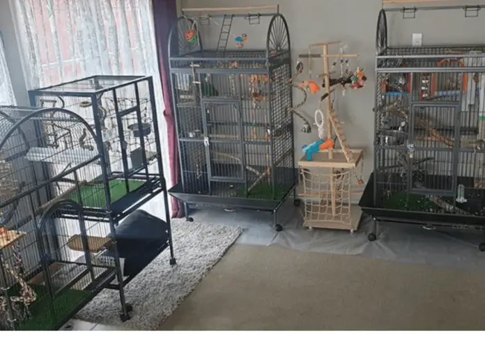 Choosing a cage for a pet parrot