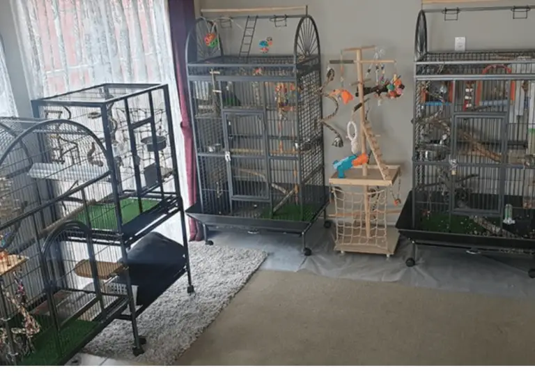 Parrot cage best parrot cages how big should a parrot cage be