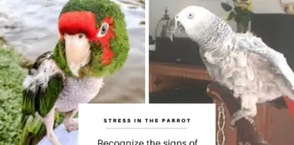 Stress in the Parrot