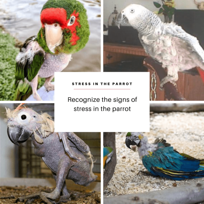 Stress in the Parrot