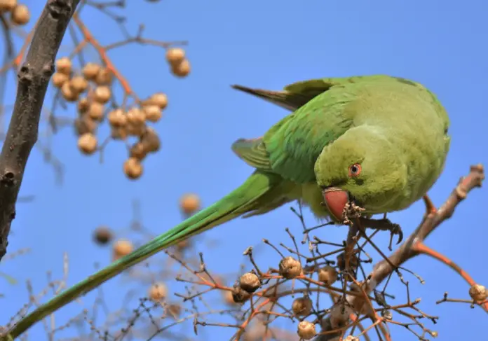 Collared parakeet