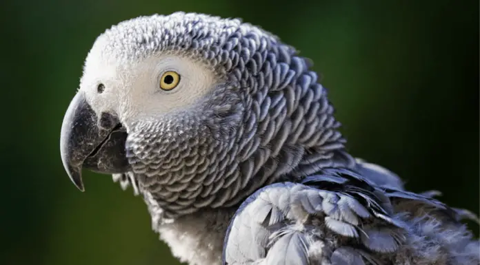 Moulting in Parrot