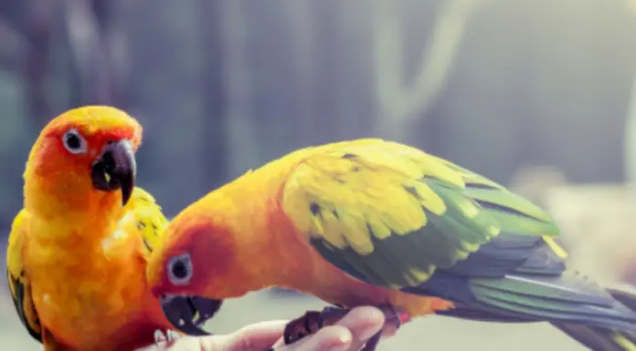 Foods toxic to the pet parrot