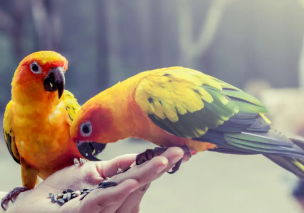 Foods toxic to the pet parrot