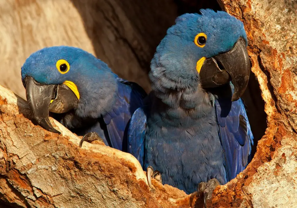 Hyacinth macaw