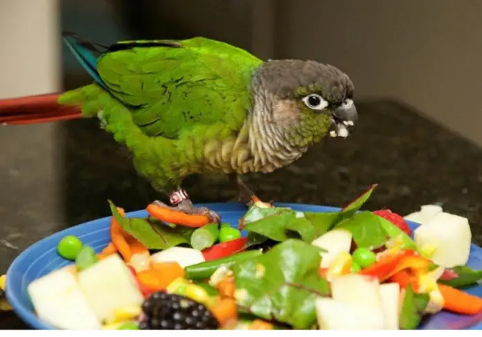 Fruits and vegetables for the pet bird
