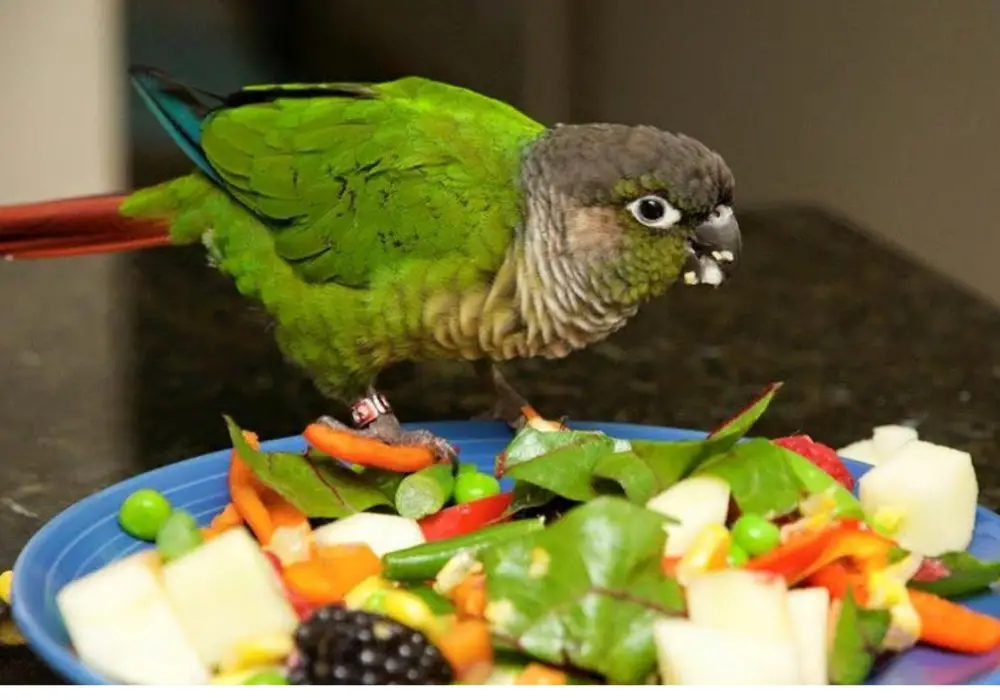 fruits-and-vegetables-for-the-pet-parrot-green-cheek-parrot