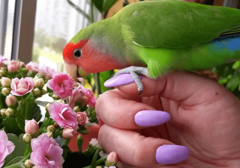 Pink-faced Lovebird