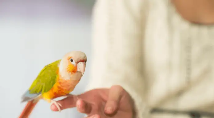 Choosing a pet bird