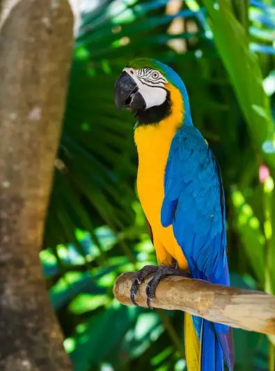 Blue and yellow macaw