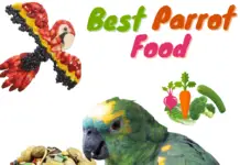 best parrot food