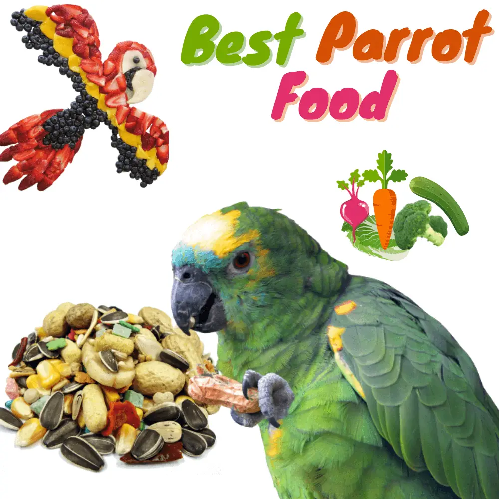 best parrot food