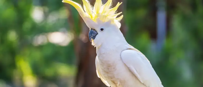 Sulphur-crested Cockatoo