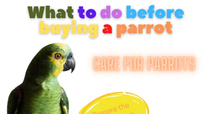 care for parrots