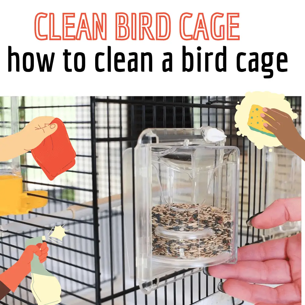 clean bird cage