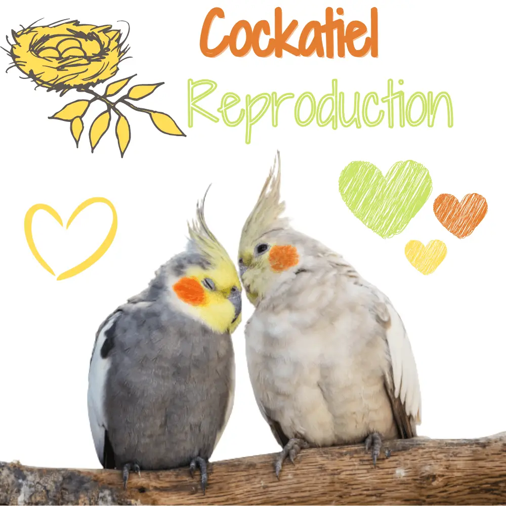 cockatiel Reproduction