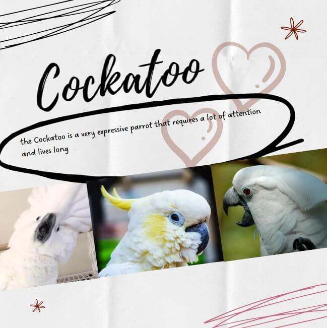 cockatoo