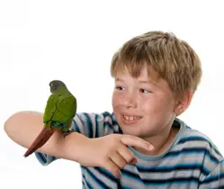 pet parrot