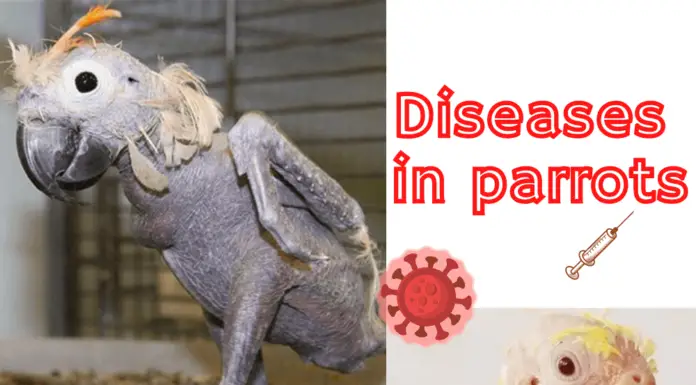 diseases in parrots