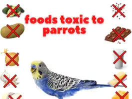 foods toxic to parrots