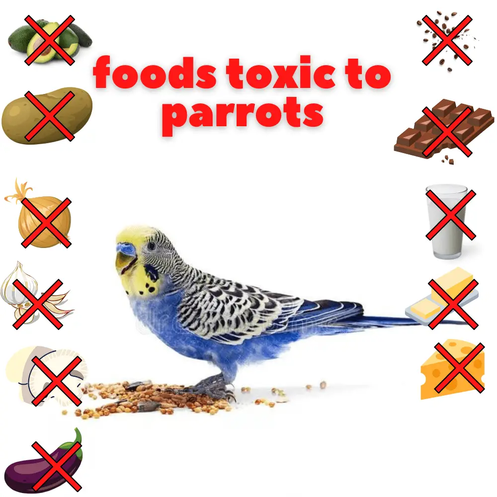 foods toxic to parrots