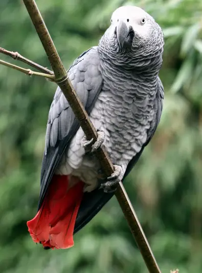 African Grey parrot 