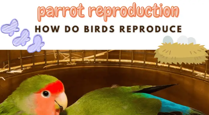 how do birds reproduce