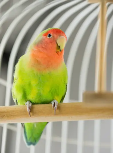 Pink-faced Lovebird