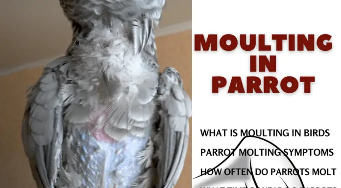 moulting in parrot
