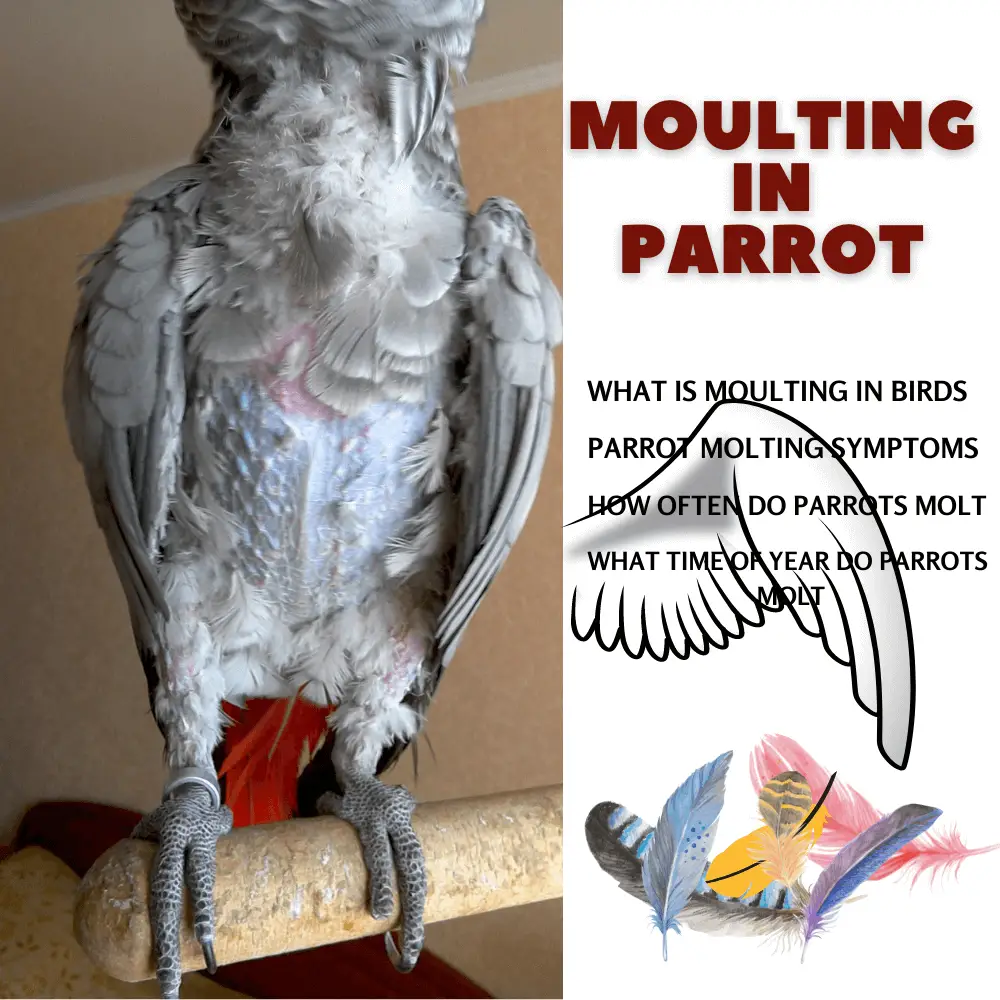 moulting in parrot