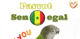 parrot senegal
