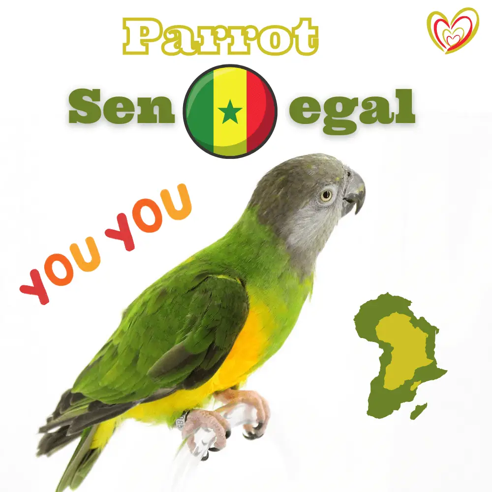 parrot senegal