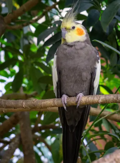 Elegant cockatiel