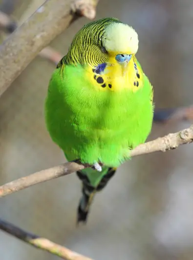 Budgerigar