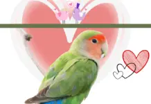 rosy faced lovebird