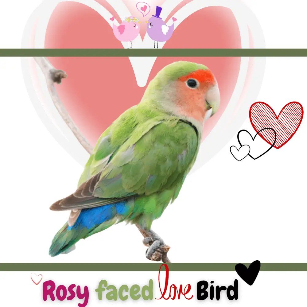 rosy faced lovebird