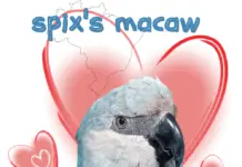spix's macaw