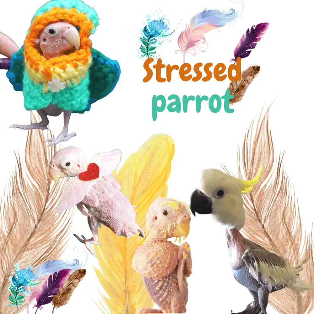 stressed parrot